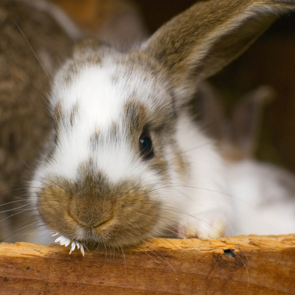 Send Lifesaving Supplies to Rescue Bunnies