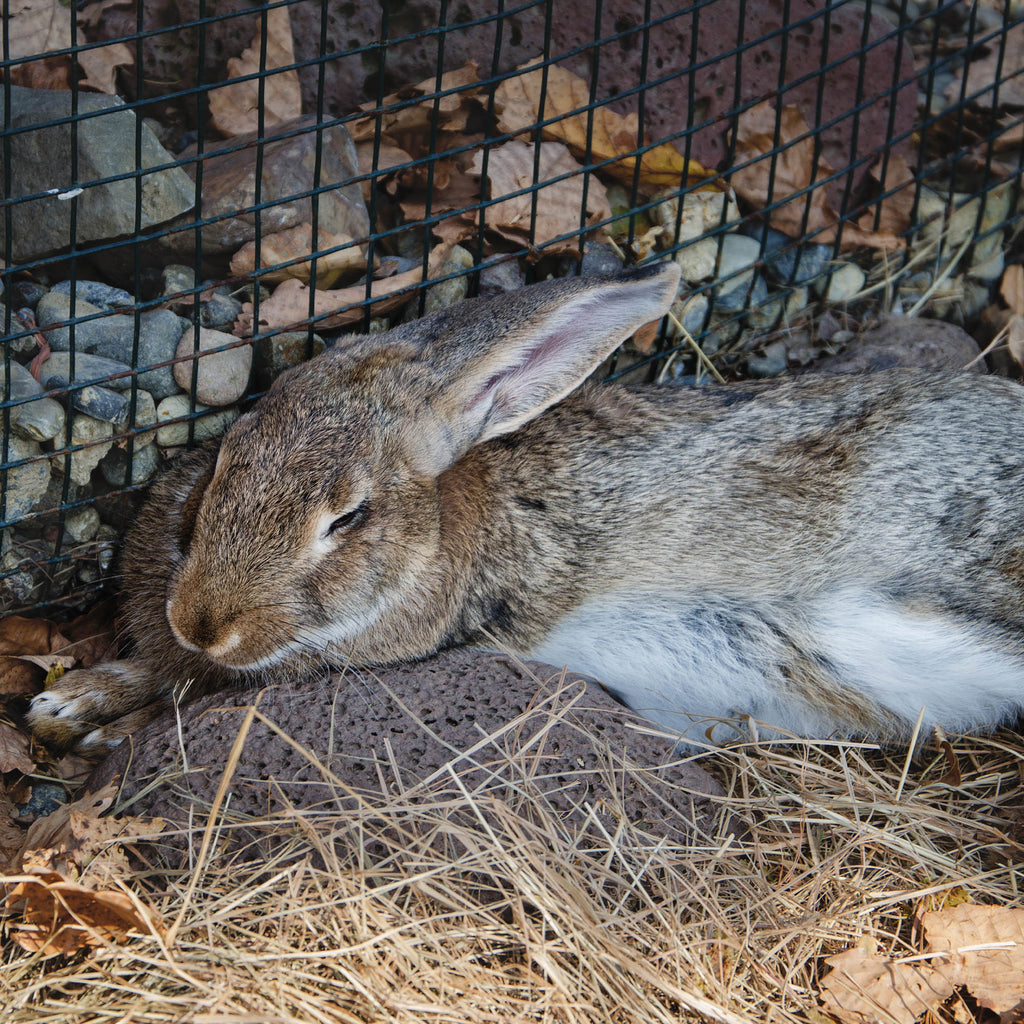 Send Lifesaving Supplies to Rescue Bunnies