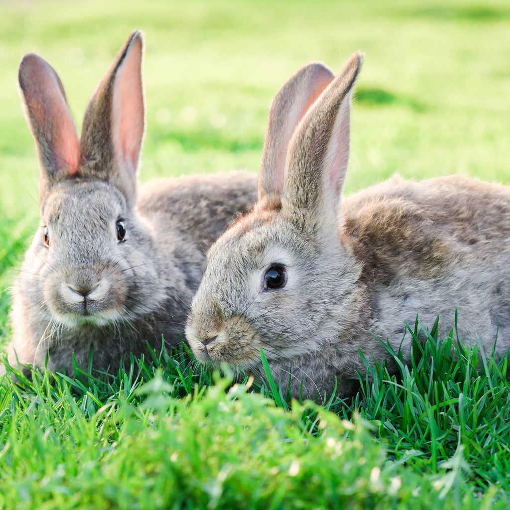 Send Lifesaving Supplies to Rescue Bunnies
