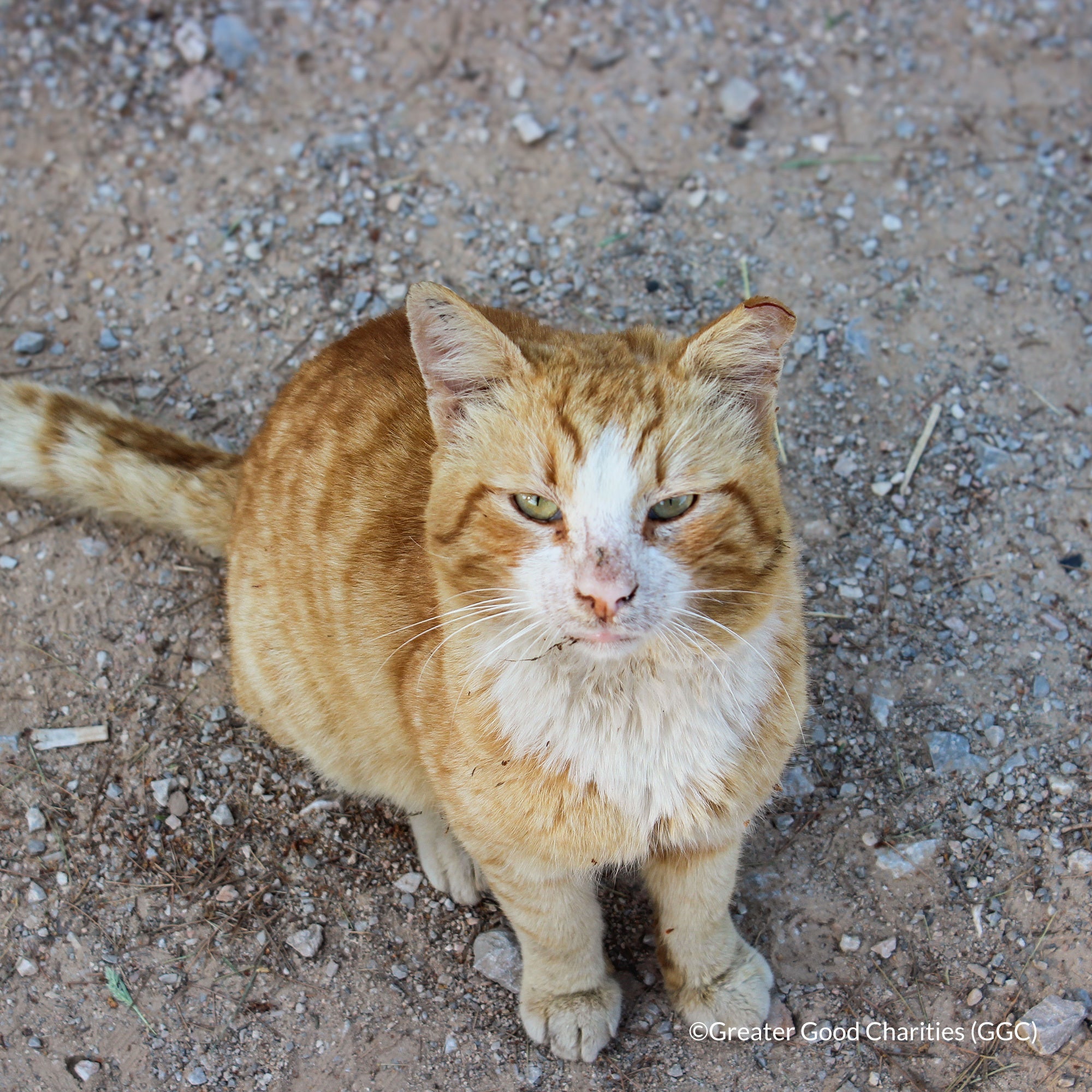 Protect Vulnerable Cats From Extreme Heat