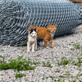 Protect Vulnerable Cats From Extreme Heat