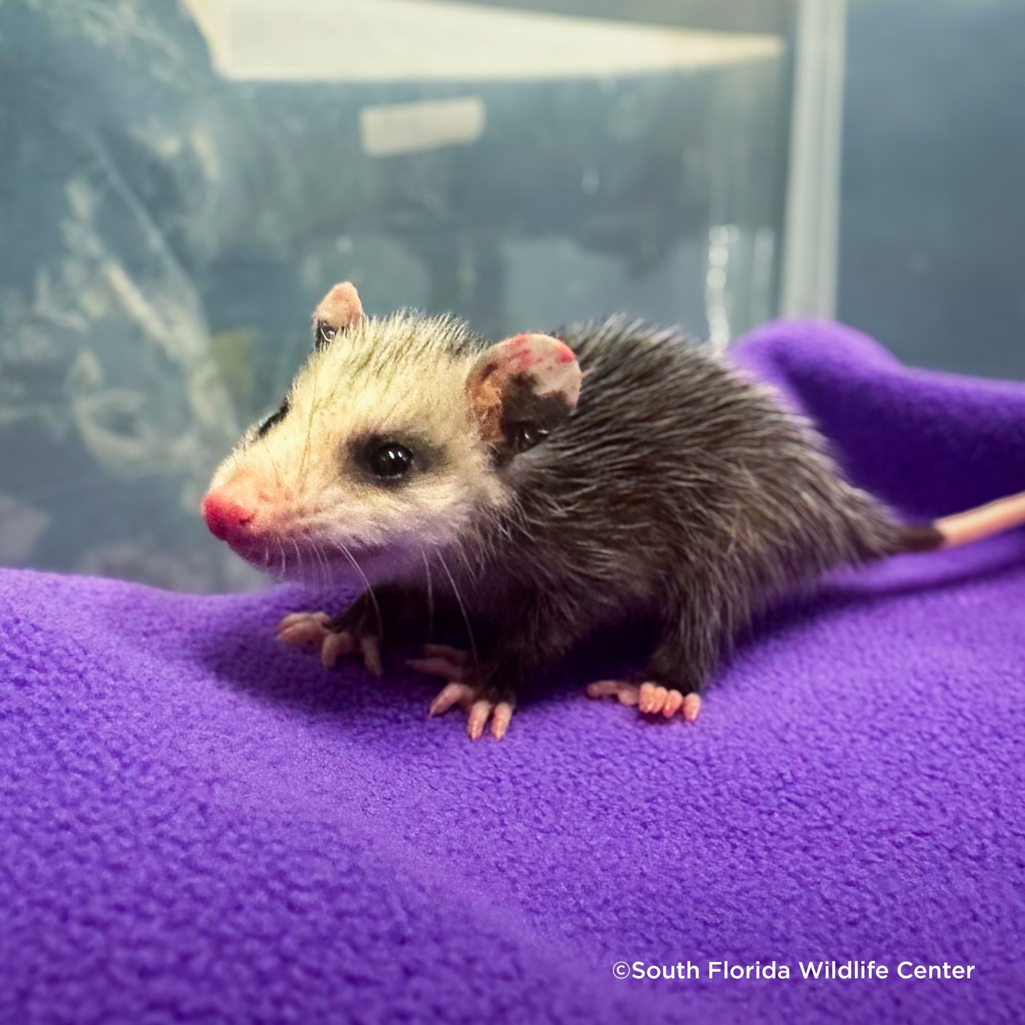 Send Life-Saving Care to Wildlife Animals