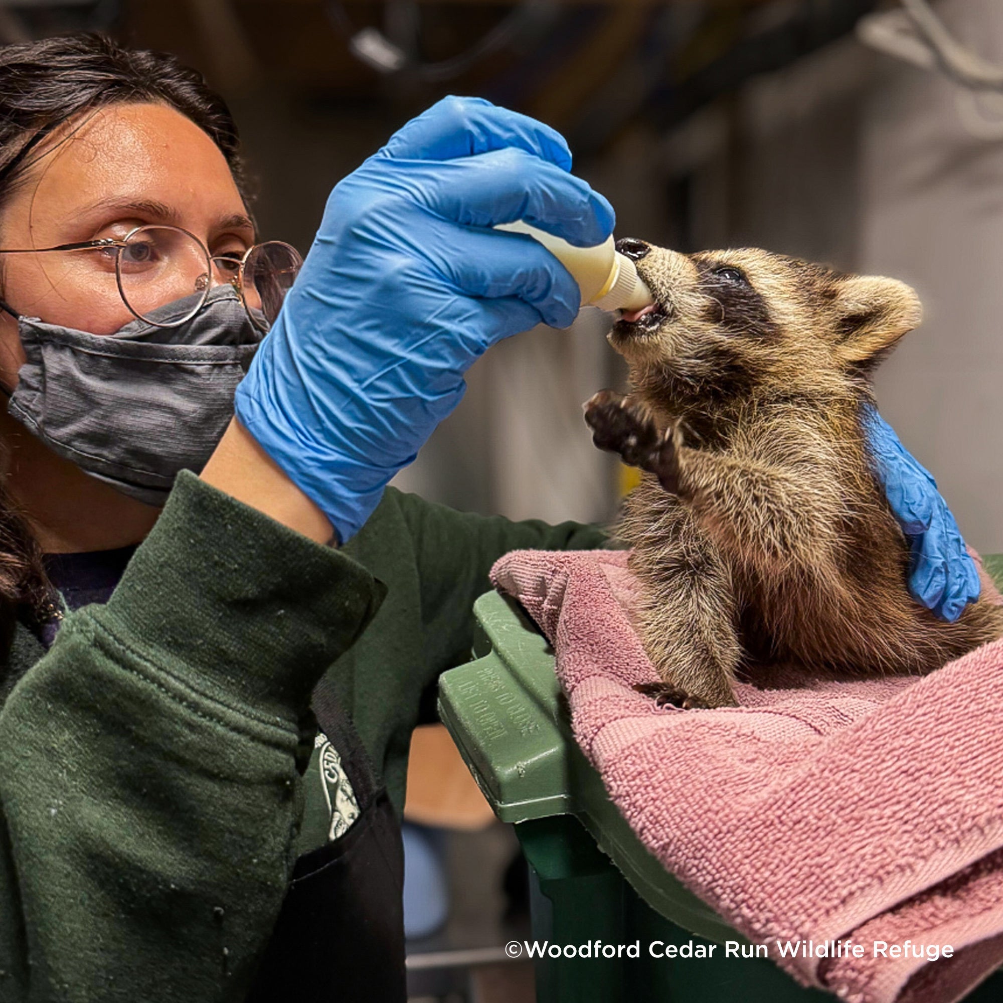 Send Life-Saving Care to Wildlife Animals