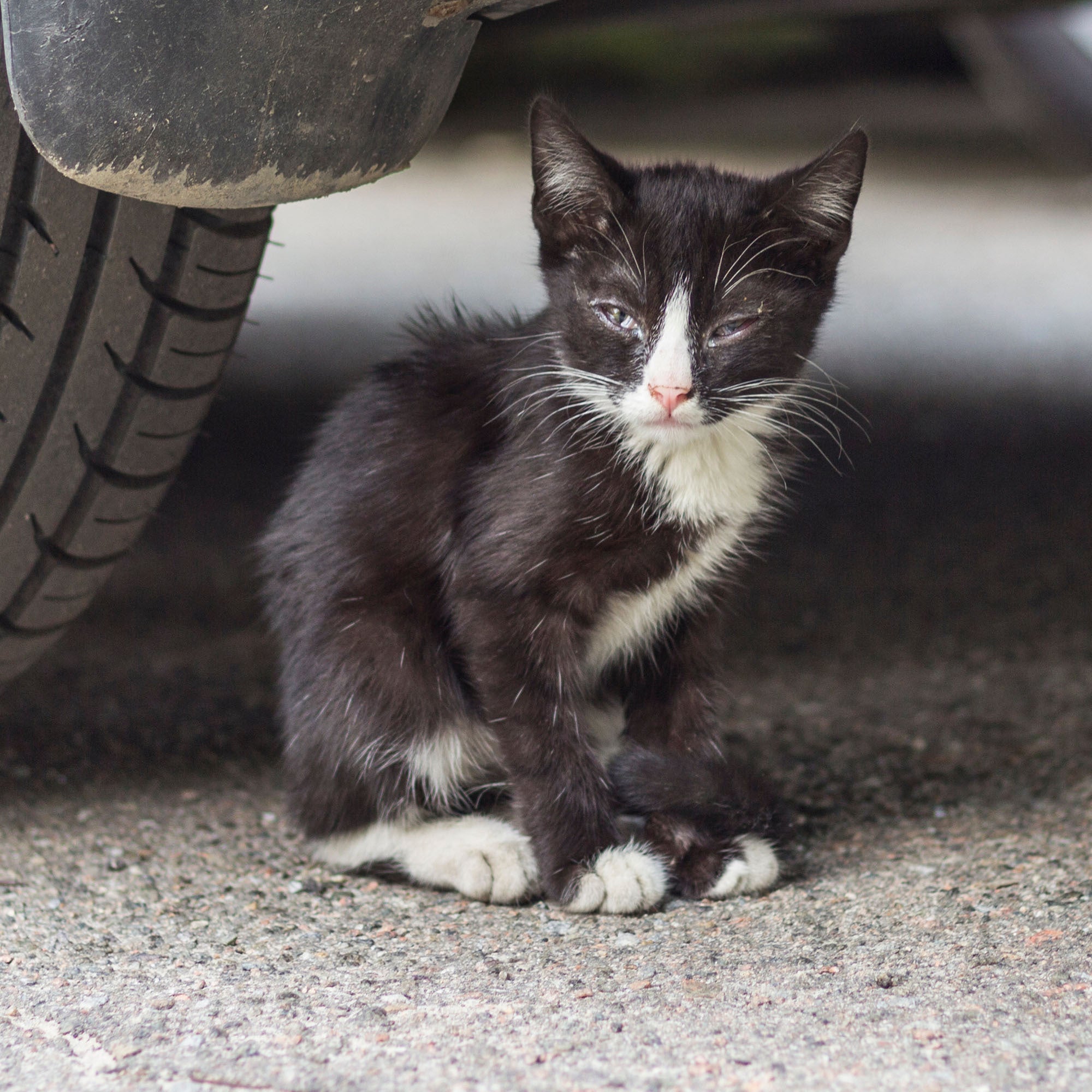Send Critical Relief to Protect Pets of the Homeless During Summer Heat