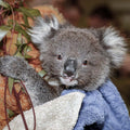 URGENT: Bushfires Ravage People & Wildlife In Australia