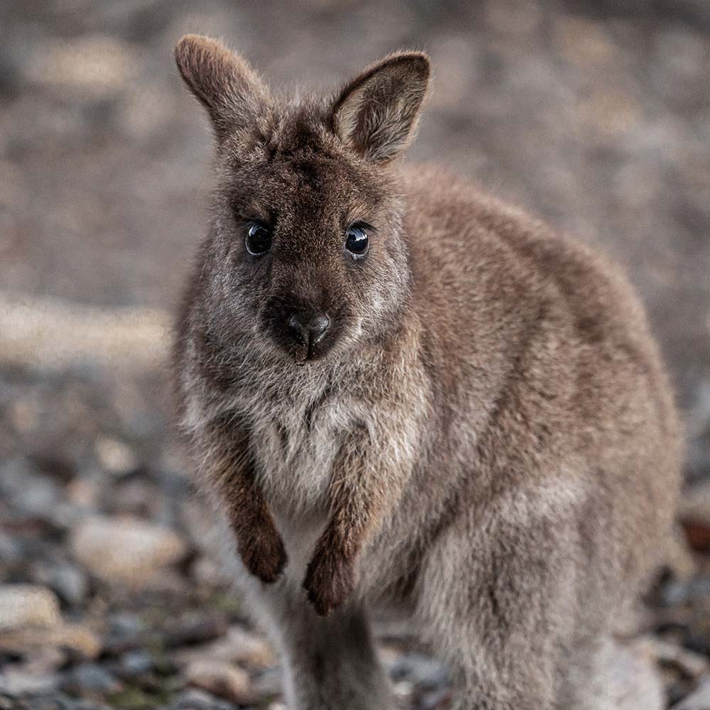 URGENT: Bushfires Ravage People & Wildlife In Australia