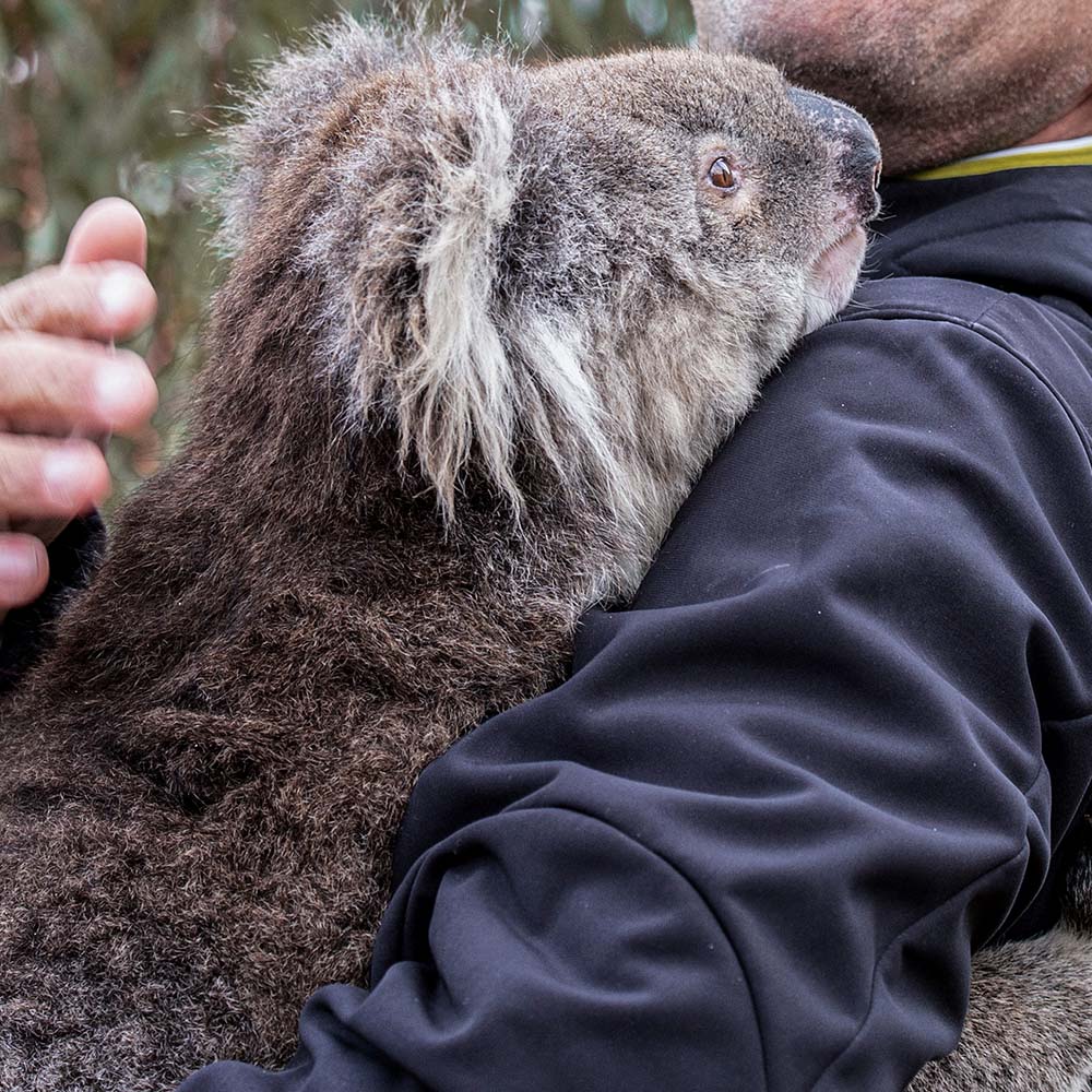 URGENT: Bushfires Ravage People & Wildlife In Australia
