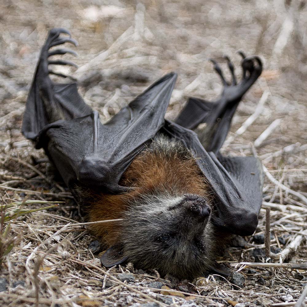 URGENT: Bushfires Ravage People & Wildlife In Australia