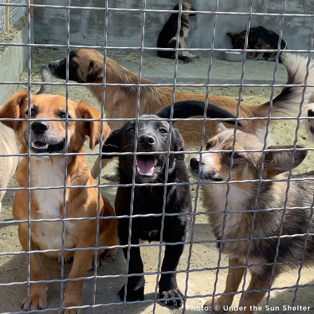 Protect Hundreds of Dogs from the Horrors of War