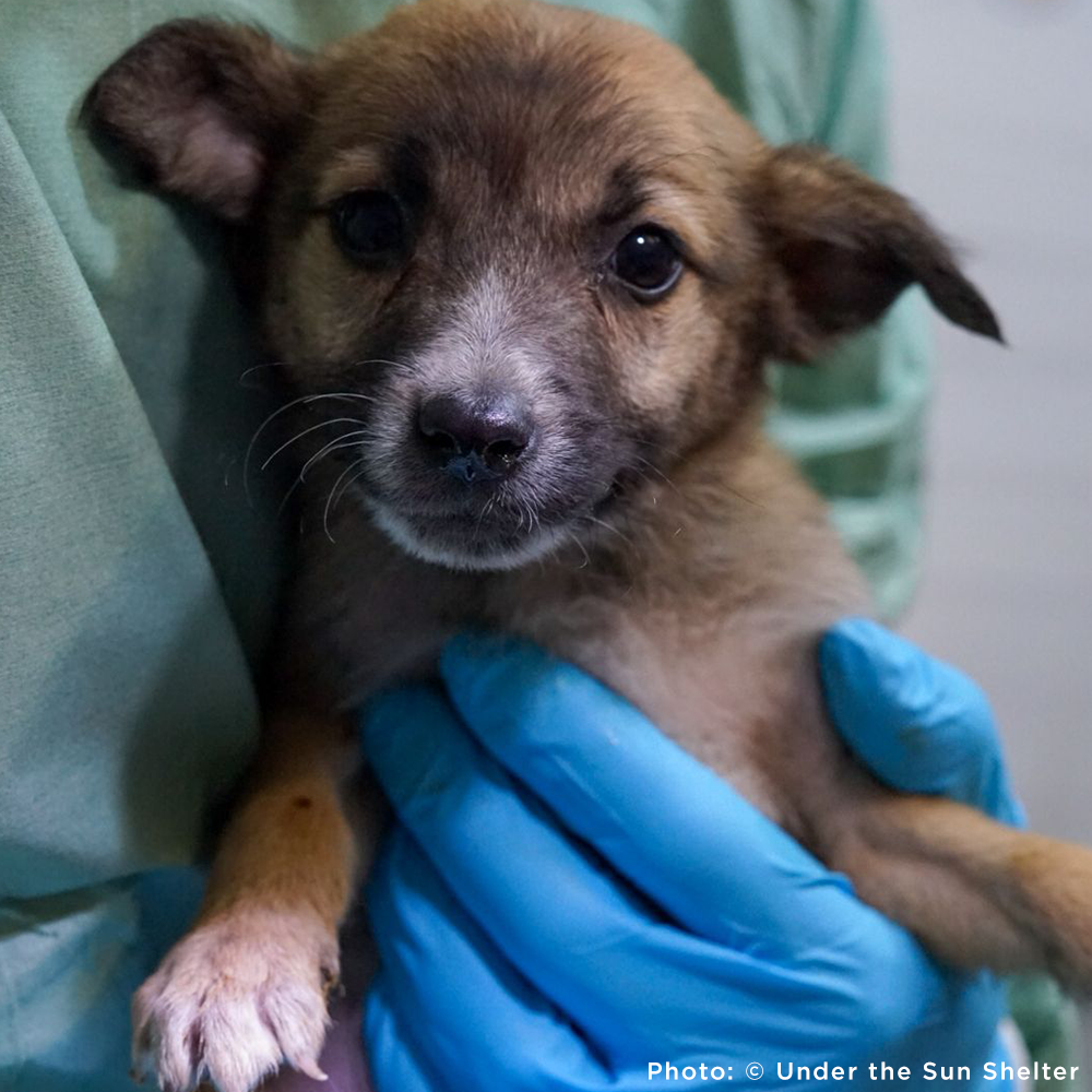 Protect Hundreds of Dogs from the Horrors of War