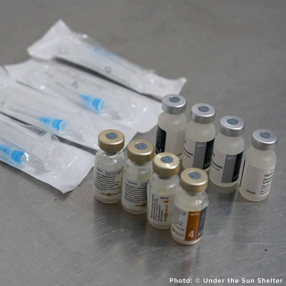 Protect Hundreds of Dogs from the Horrors of War
