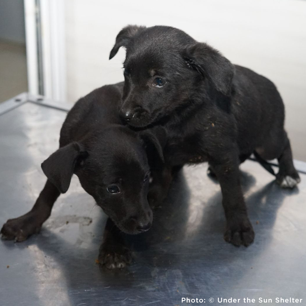 Protect Hundreds of Dogs from the Horrors of War