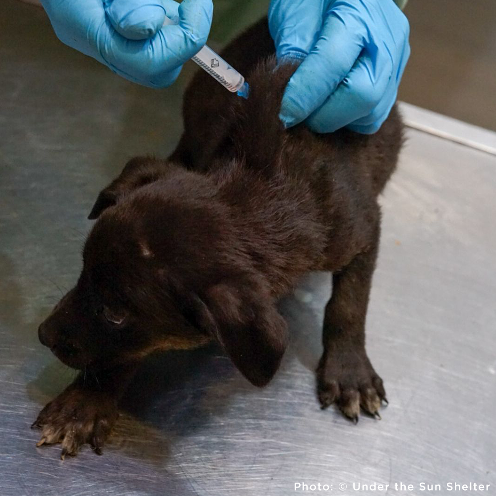 Protect Hundreds of Dogs from the Horrors of War