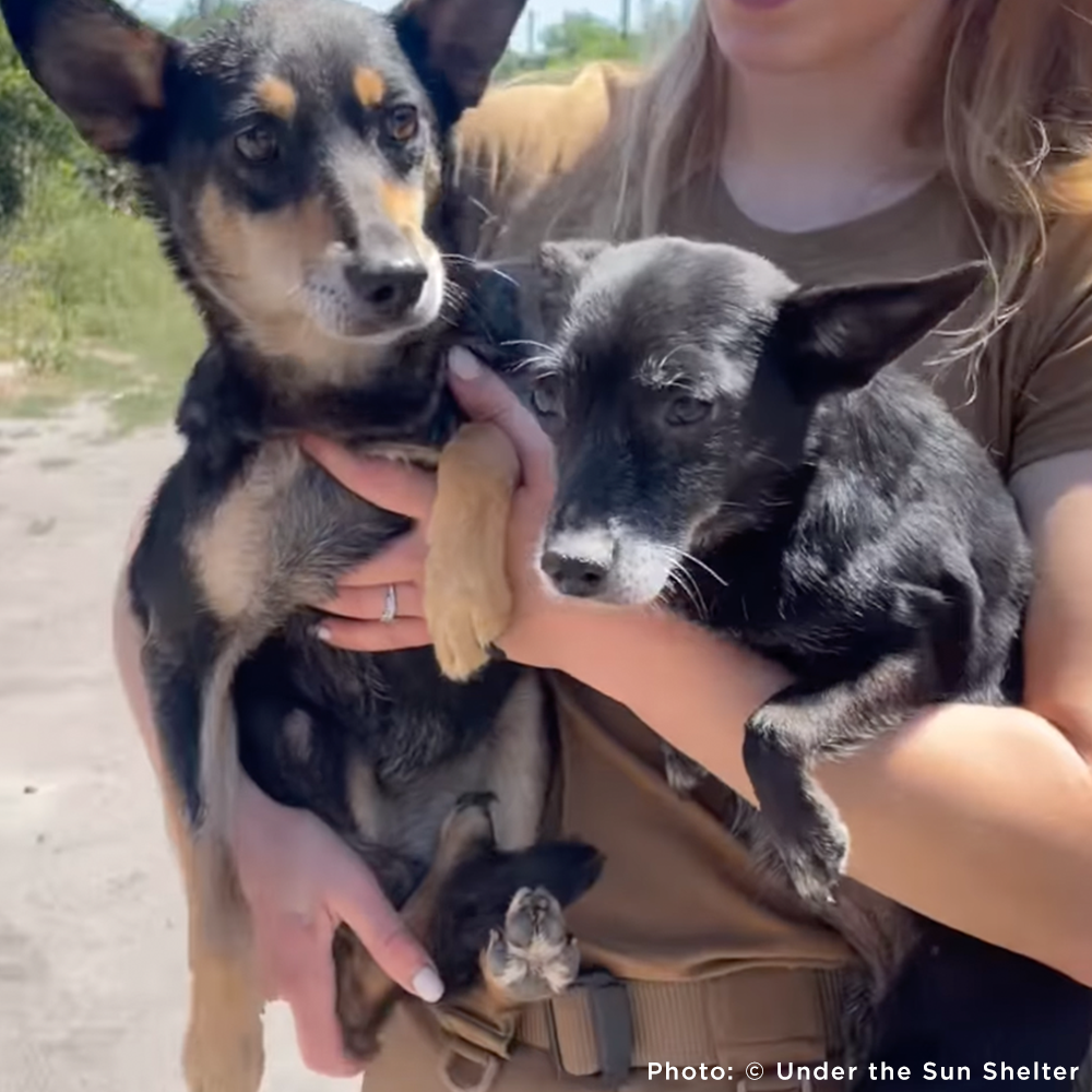 Protect Hundreds of Dogs from the Horrors of War