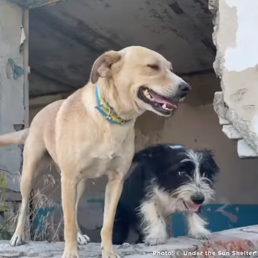 Protect Hundreds of Dogs from the Horrors of War