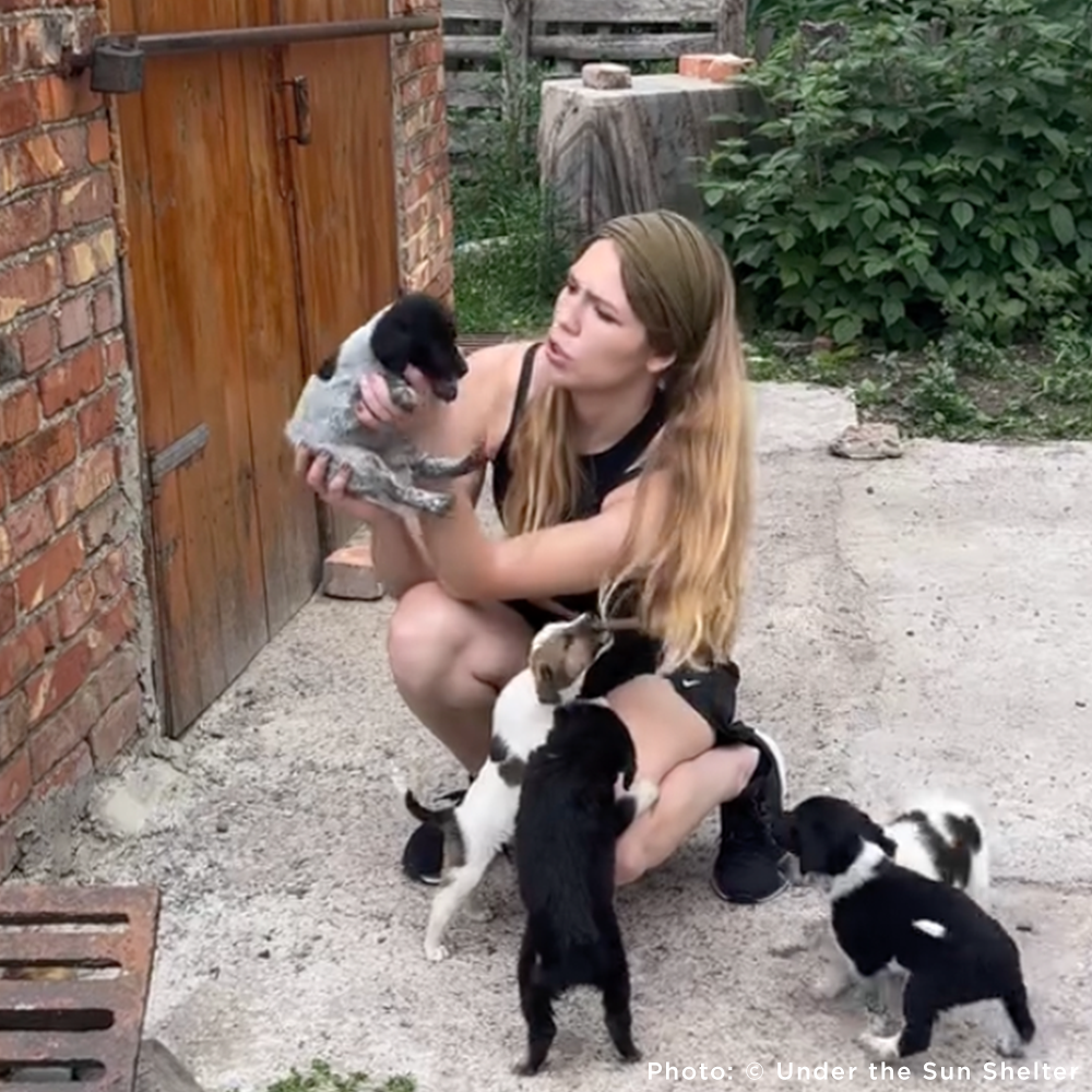 Protect Hundreds of Dogs from the Horrors of War