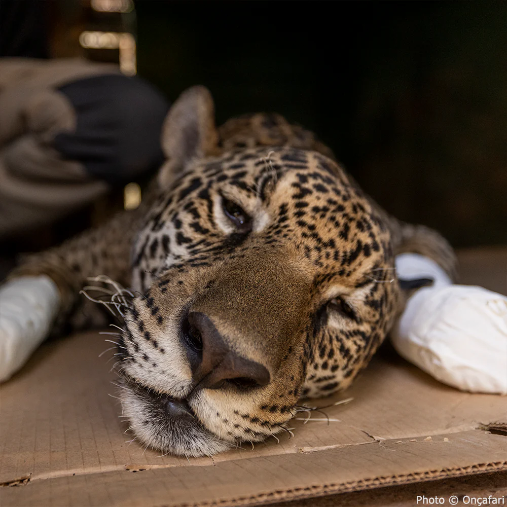 Act Now Before Critically Endangered Species Disappear
