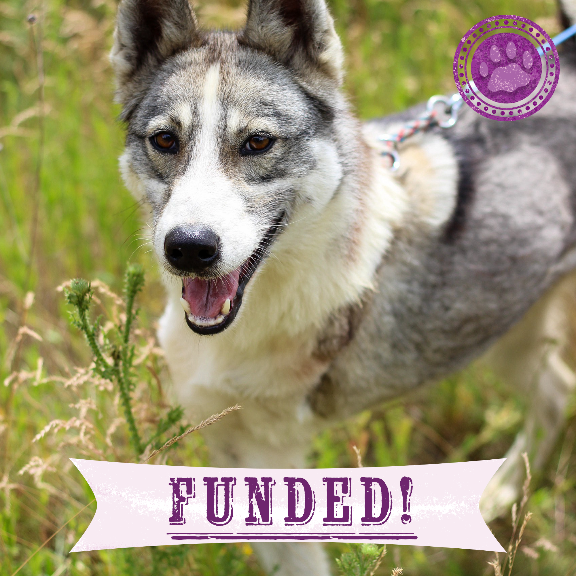 Funded: Dog Abandoned Near Frontlines with Life-Threatening Disease Needs Your Support to Survive