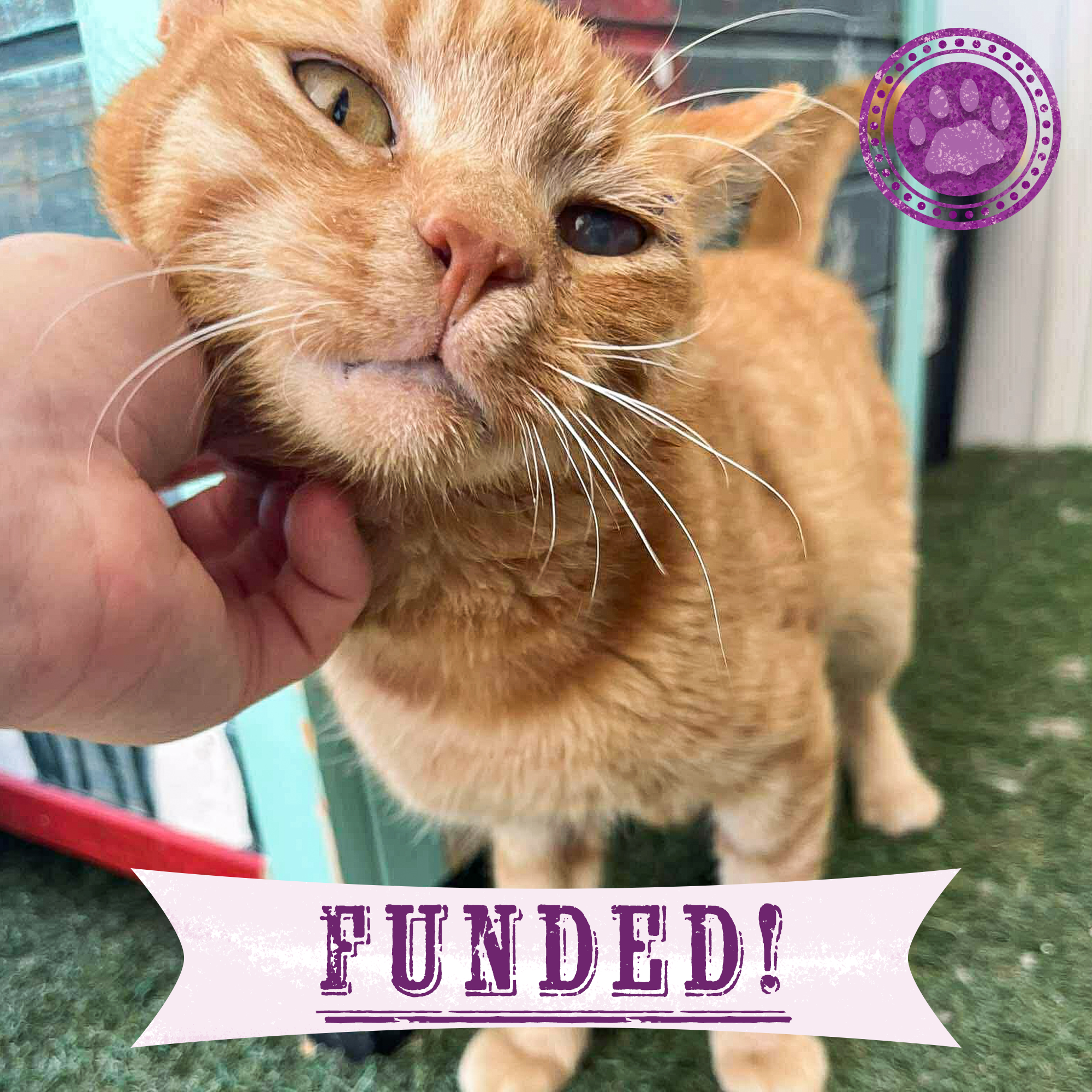 Funded: Bowser Needs Emergency Surgery to Save Inflamed Eye