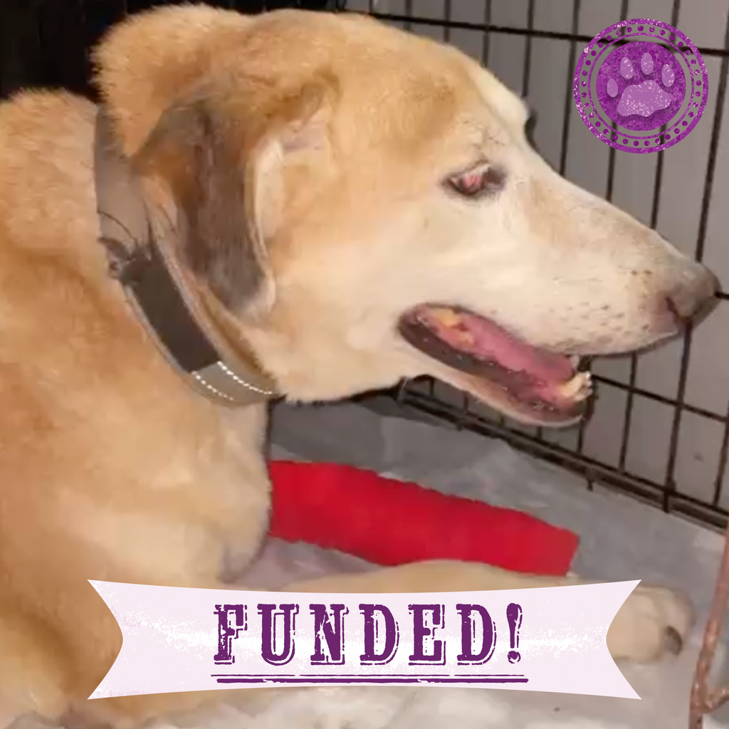 Funded: Help Ukraine Dog Struggling to Walk with Painful Tumor
