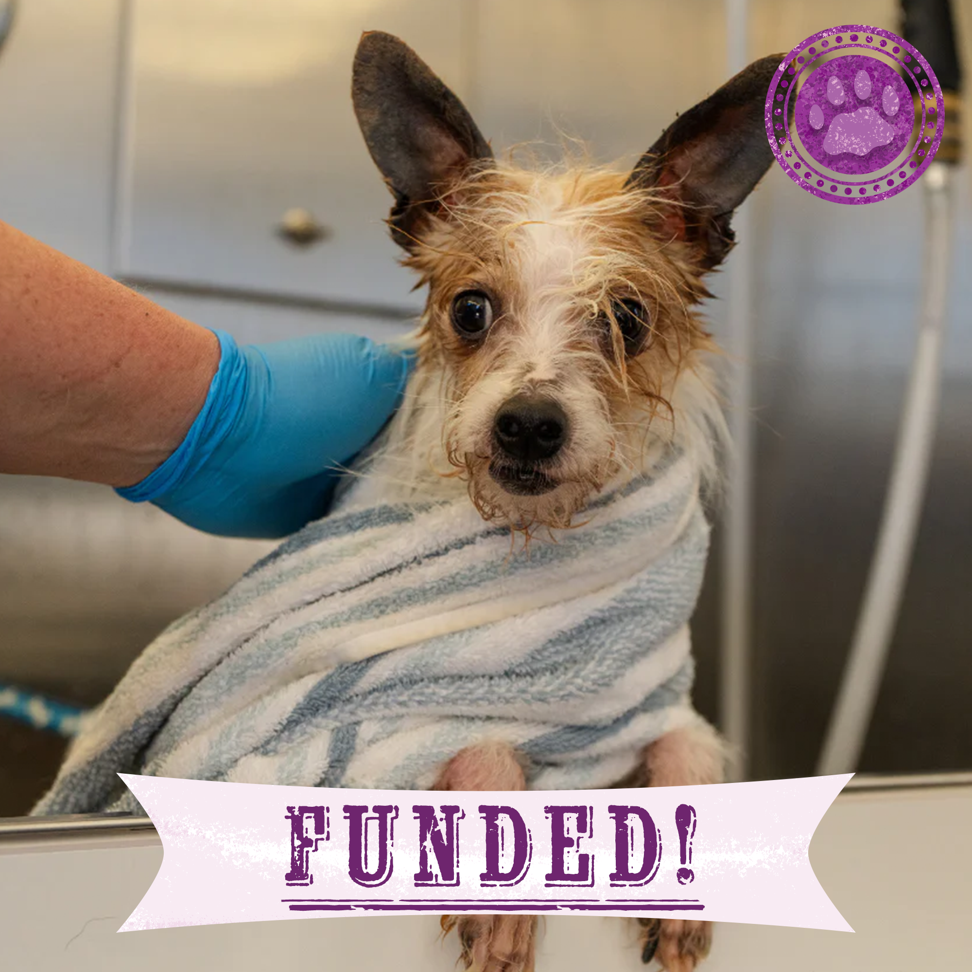 Funded: Terrier Mix Has Been Neglected For A Long Time: Help Cover His Care