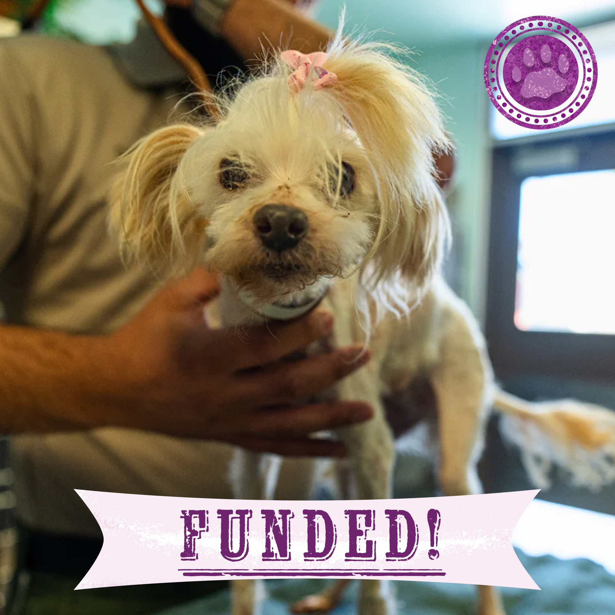 Funded: Emaciated, Matted, and Suffering from Sores, this Rescued Dog Needs Care
