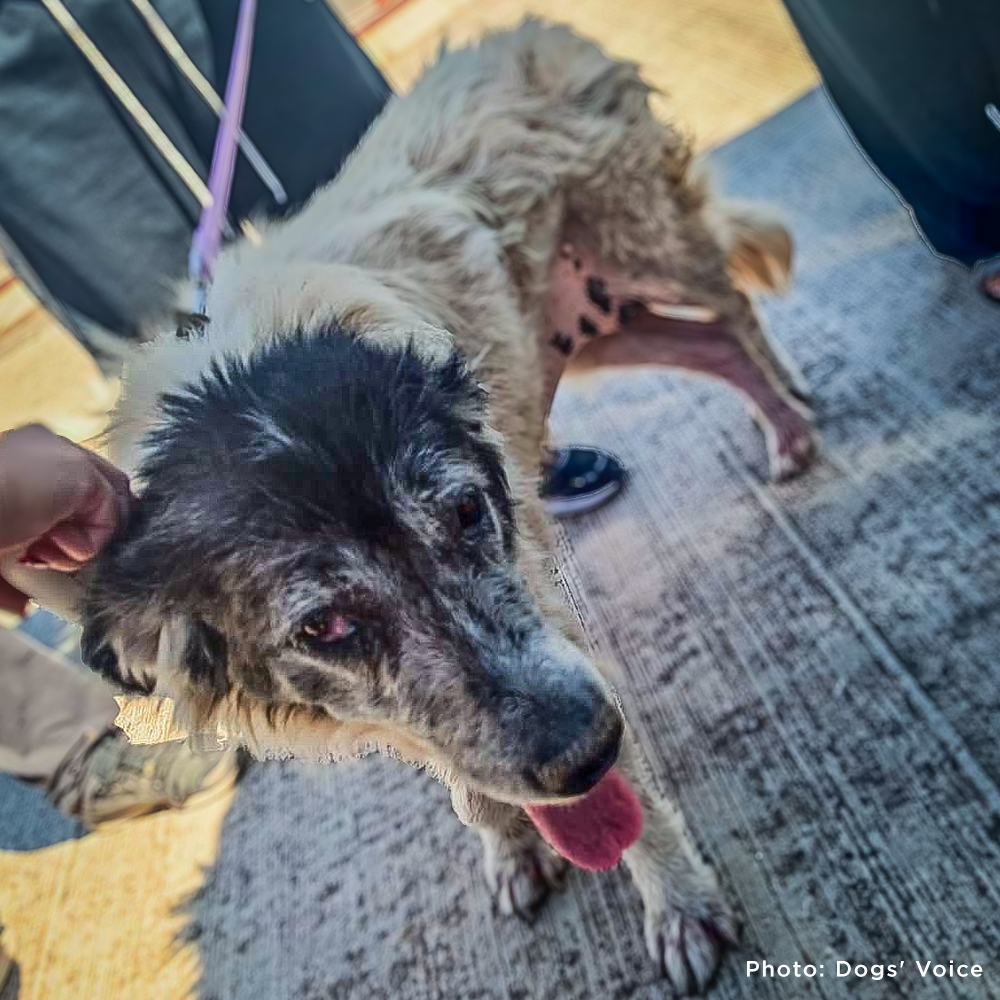 Help Care for Dogs & Cats at Greek Refugee Camps