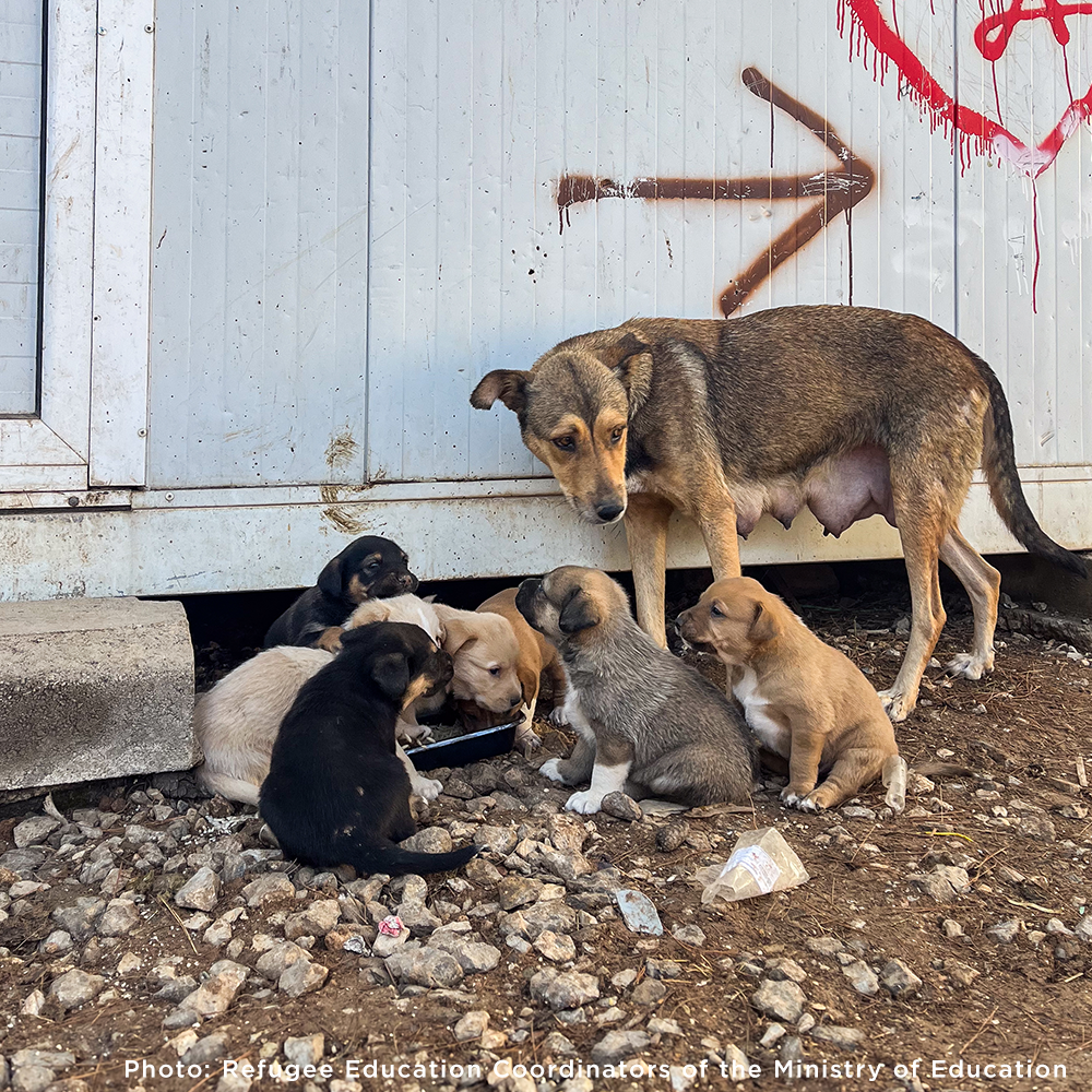 Help Care for Dogs & Cats at Greek Refugee Camps