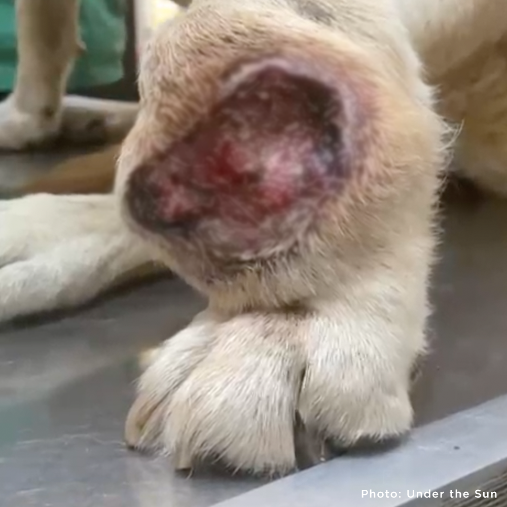 Funded: Help Ukraine Dog Struggling to Walk with Painful Tumor