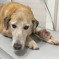 Funded: Help Ukraine Dog Struggling to Walk with Painful Tumor