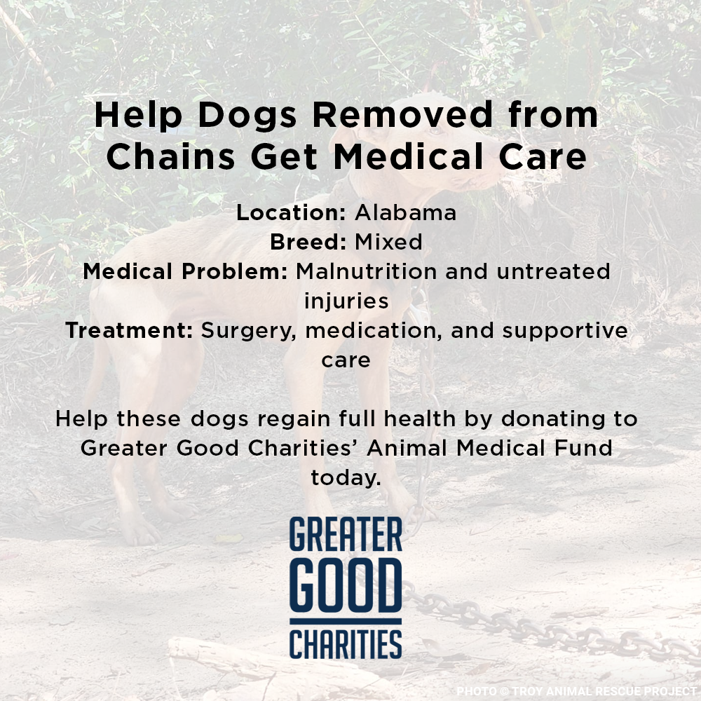 Funded: Help Dogs Removed from Chains Get Medical Care for Untreated Injuries & Illnesses