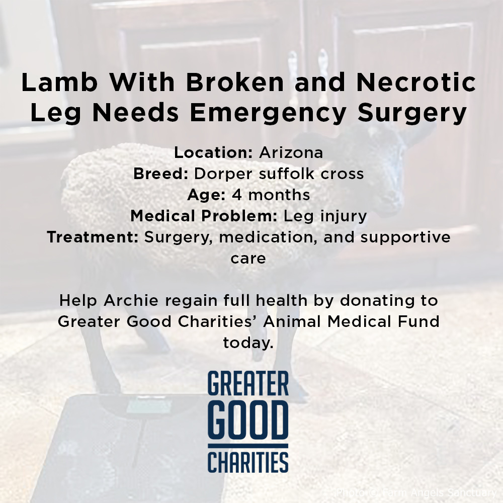 Funded: Lamb With Broken and Necrotic Leg Needs Emergency Surgery