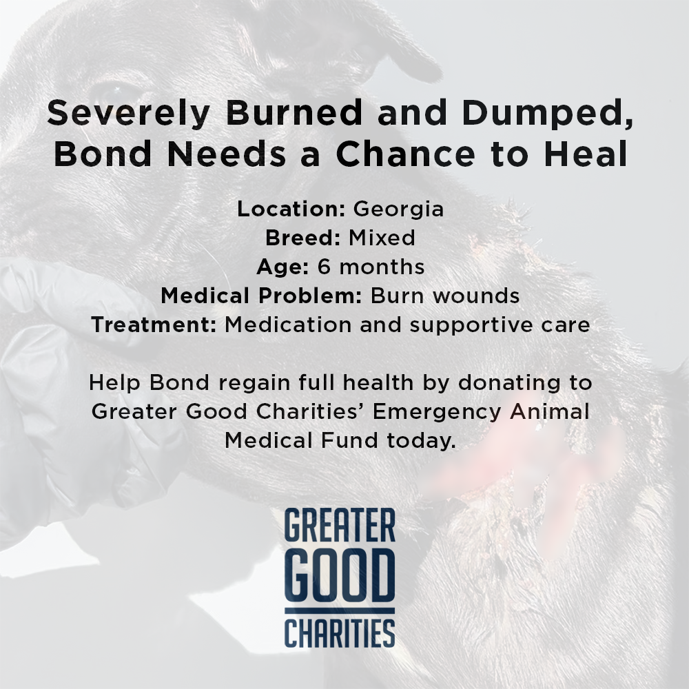 Funded: Severely Burned and Dumped, Bond Needs a Chance to Heal