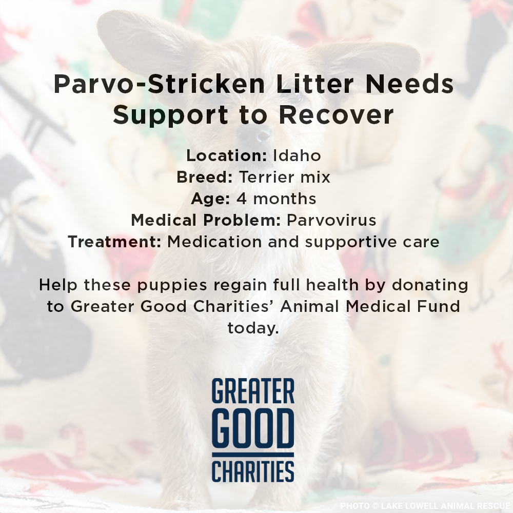 Funded: Parvo-Stricken Litter Needs Support to Recover