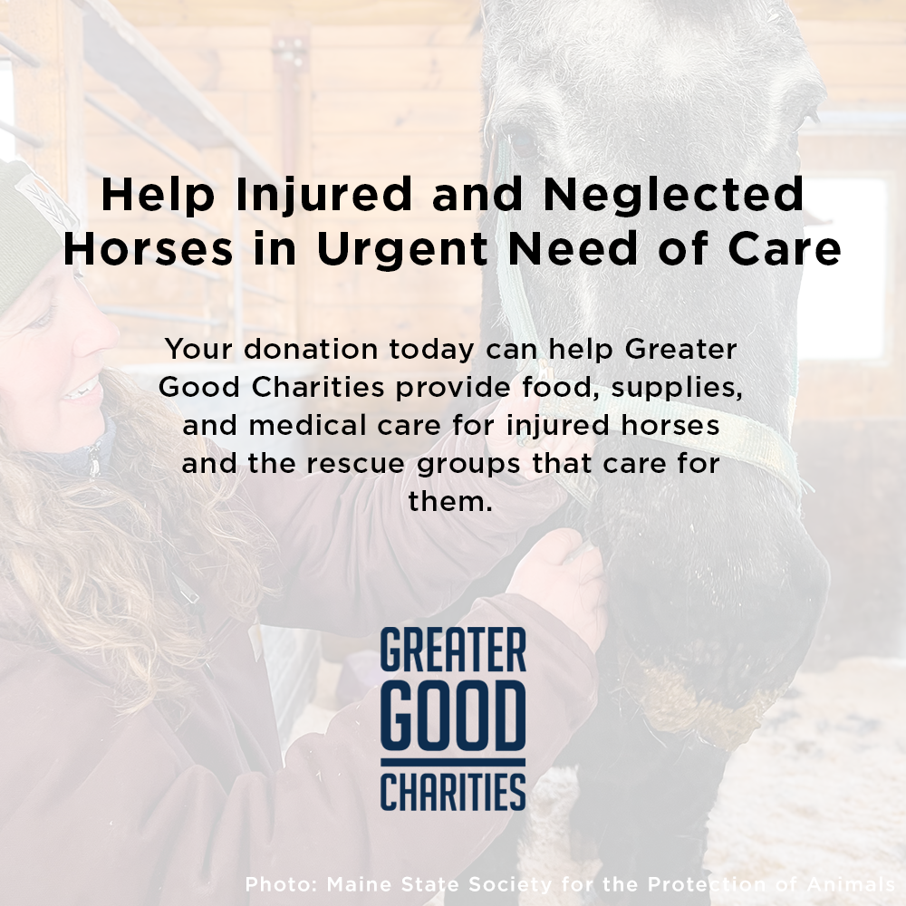 Help Injured and Neglected Horses in Urgent Need of Care