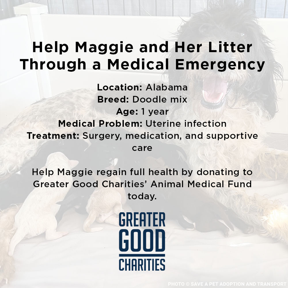 Funded: Help Maggie and Her Litter Through a Medical Emergency