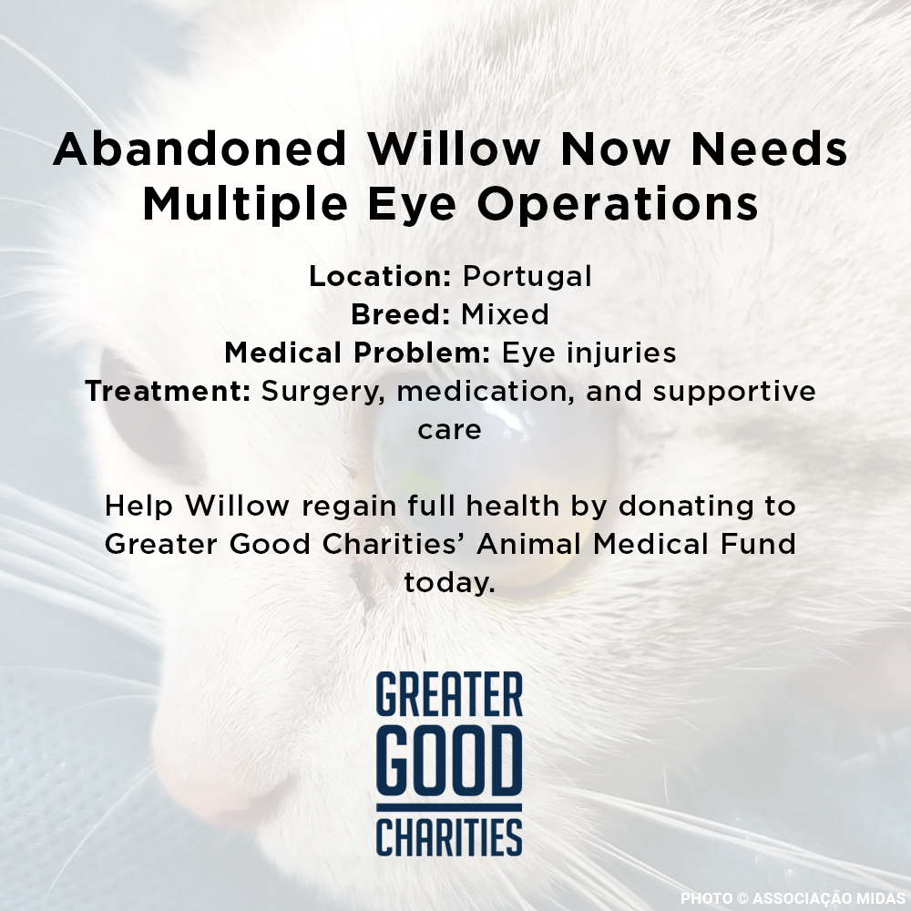 Funded: Abandoned Willow Now Needs Multiple Eye Operations