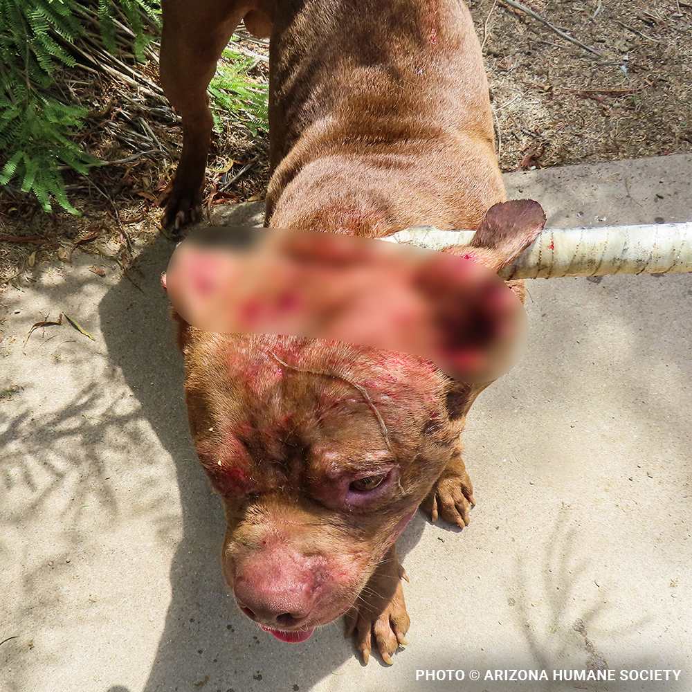 Funded: Help Injured & Malnourished Dogs Rescued from Hoarding Case Heal
