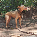 Funded: Help Dogs Removed from Chains Get Medical Care for Untreated Injuries & Illnesses