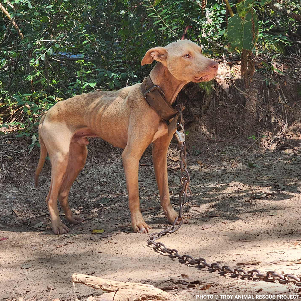 Funded: Help Dogs Removed from Chains Get Medical Care for Untreated Injuries & Illnesses