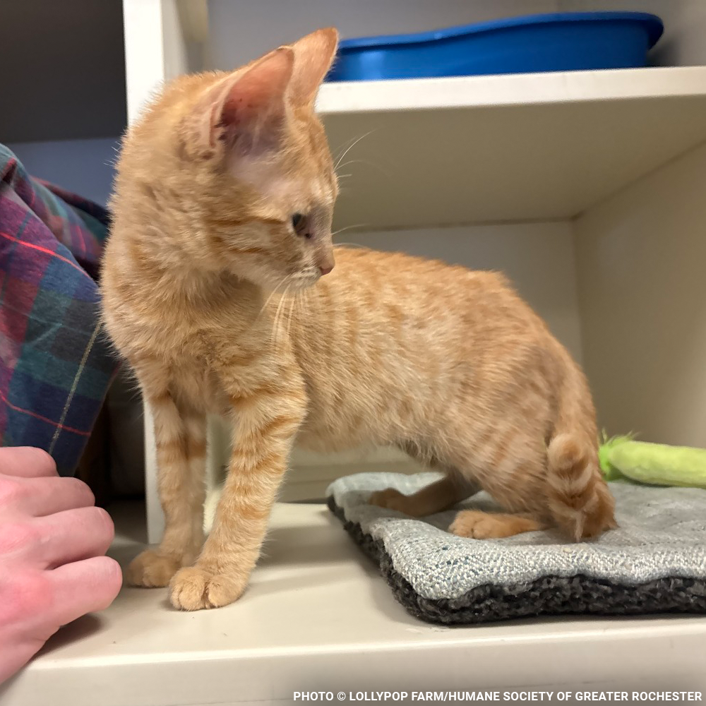 Funded: Help Over 50 Sick Cats Rescued from Deplorable Conditions Recover