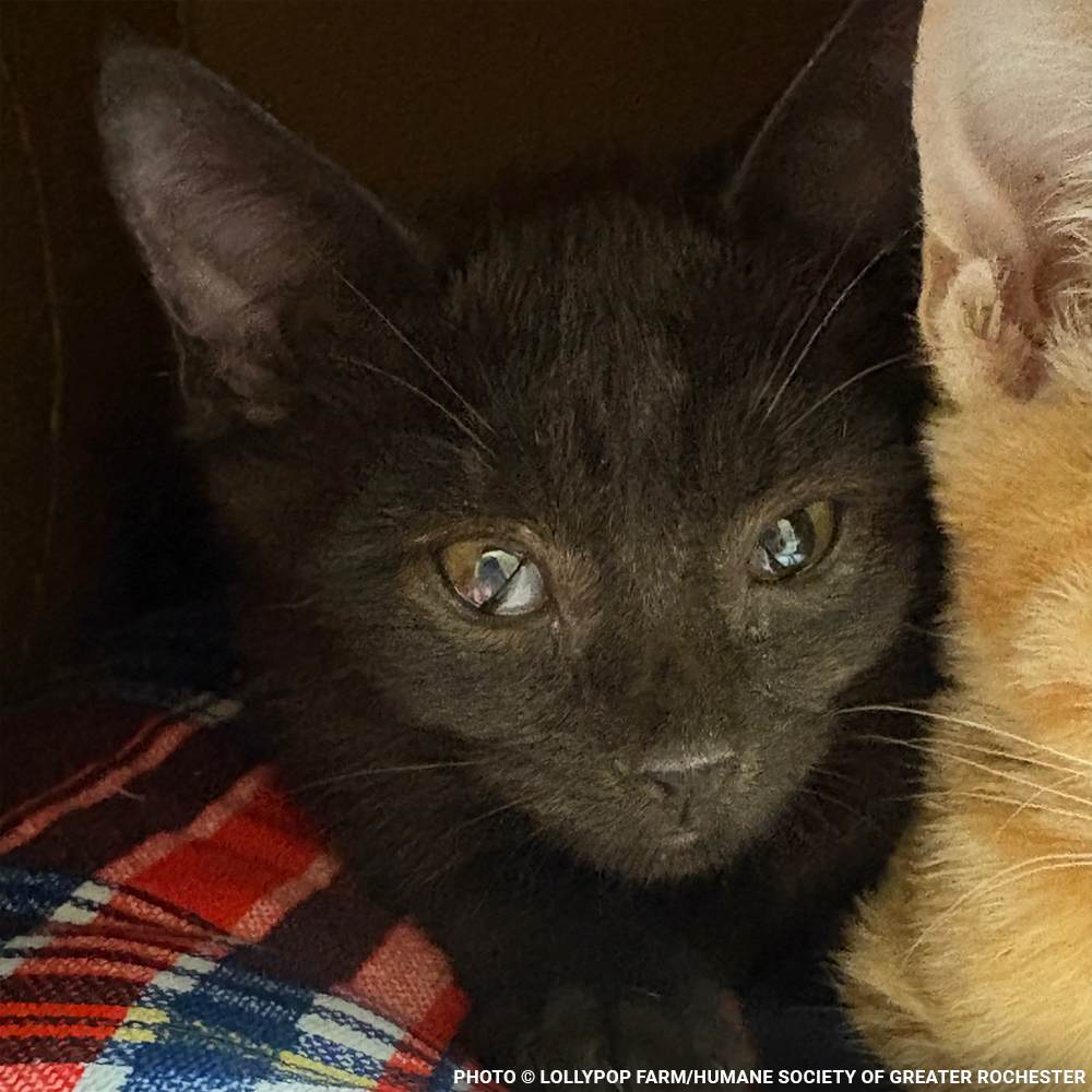 Funded: Help Over 50 Sick Cats Rescued from Deplorable Conditions Recover