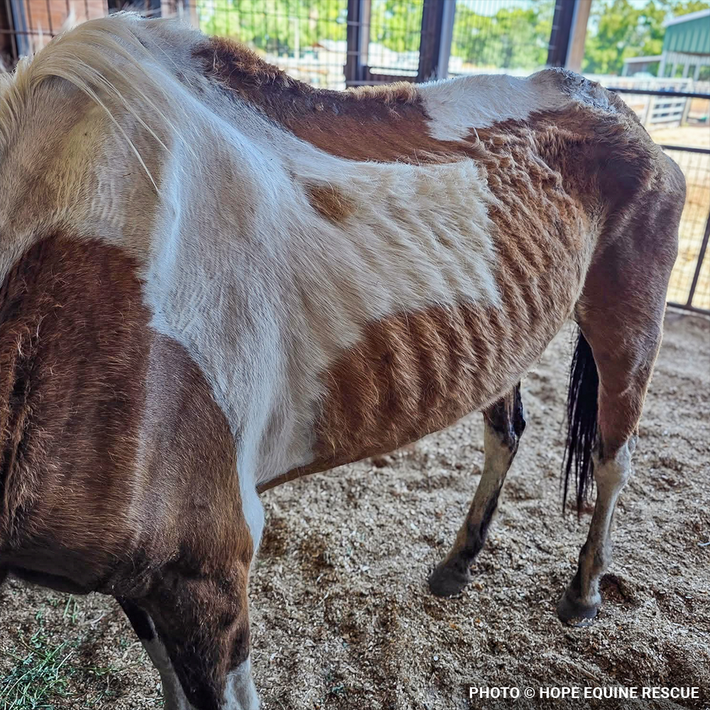 Funded: Help Emaciated Horses Heal from Severe Neglect