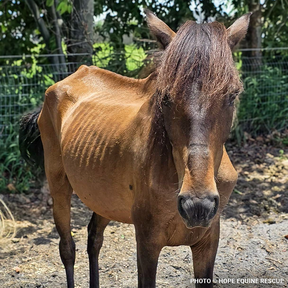 Funded: Help Emaciated Horses Heal from Severe Neglect