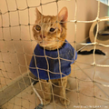 Funded: Bowser Needs Emergency Surgery to Save Inflamed Eye
