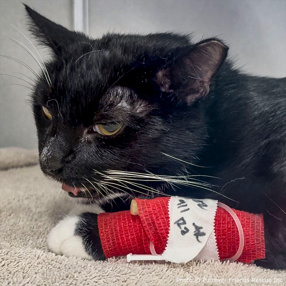 Funded: Help Checkers Overcome Severe Asthma