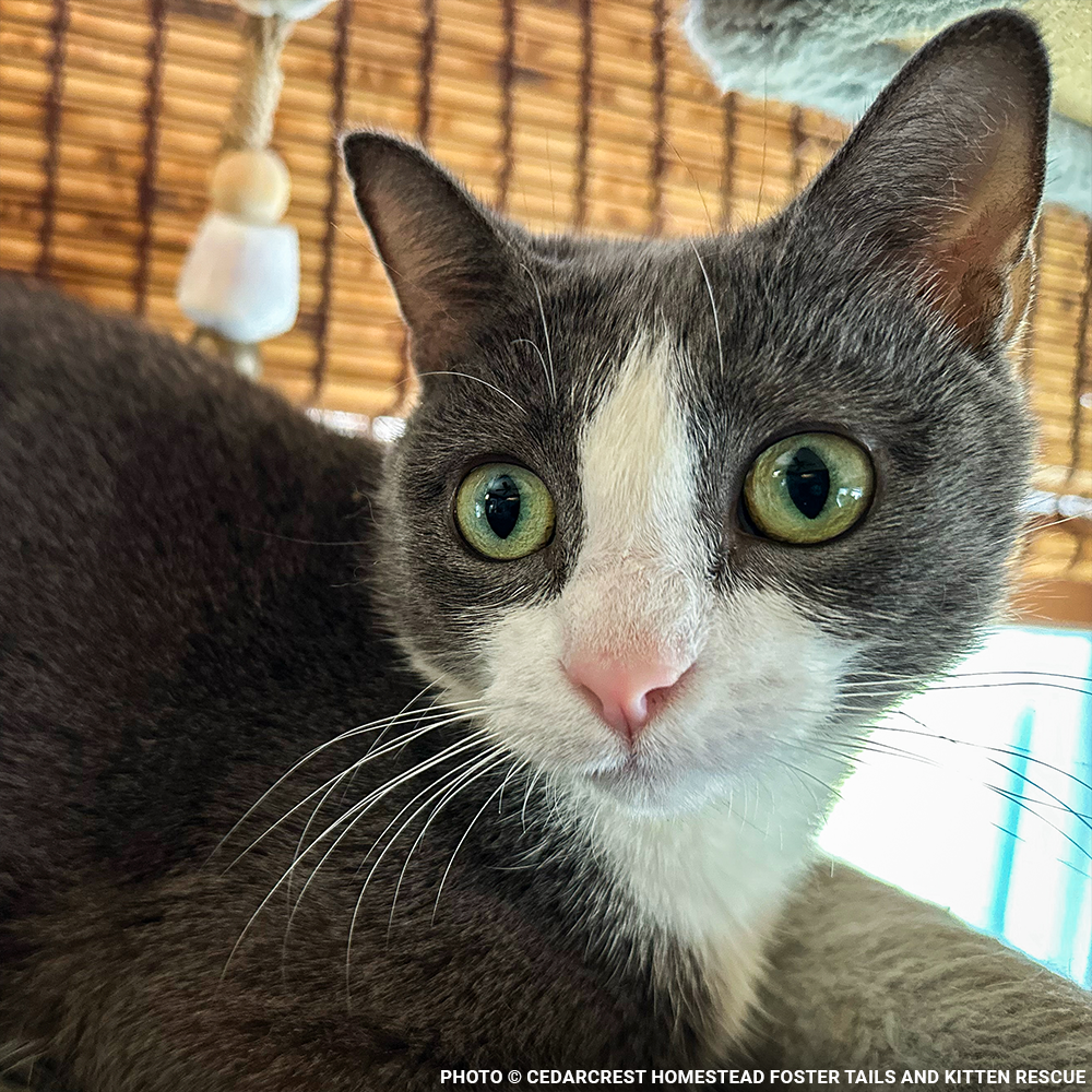 Funded: Help Emma Heal After Losing Kittens & Battle Severe Infection