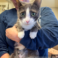 Funded: Help Emma Heal After Losing Kittens & Battle Severe Infection