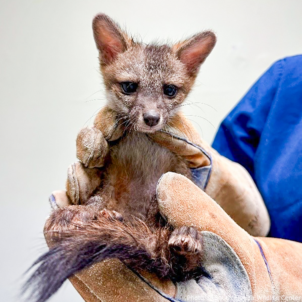Act Now Before Critically Endangered Species Disappear