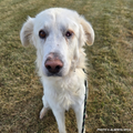 Funded: Starving Hardy with Severely Injured Eye Needs Critical Surgery